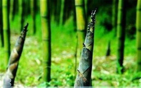 竹子生長環境
